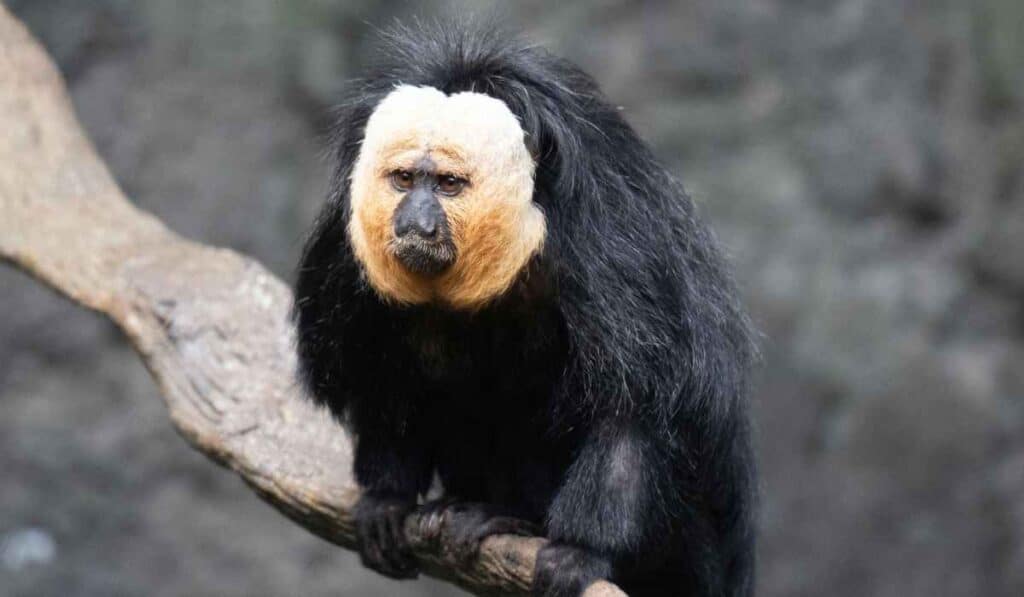 White-Faced Saki Monkey have a permanent silly face