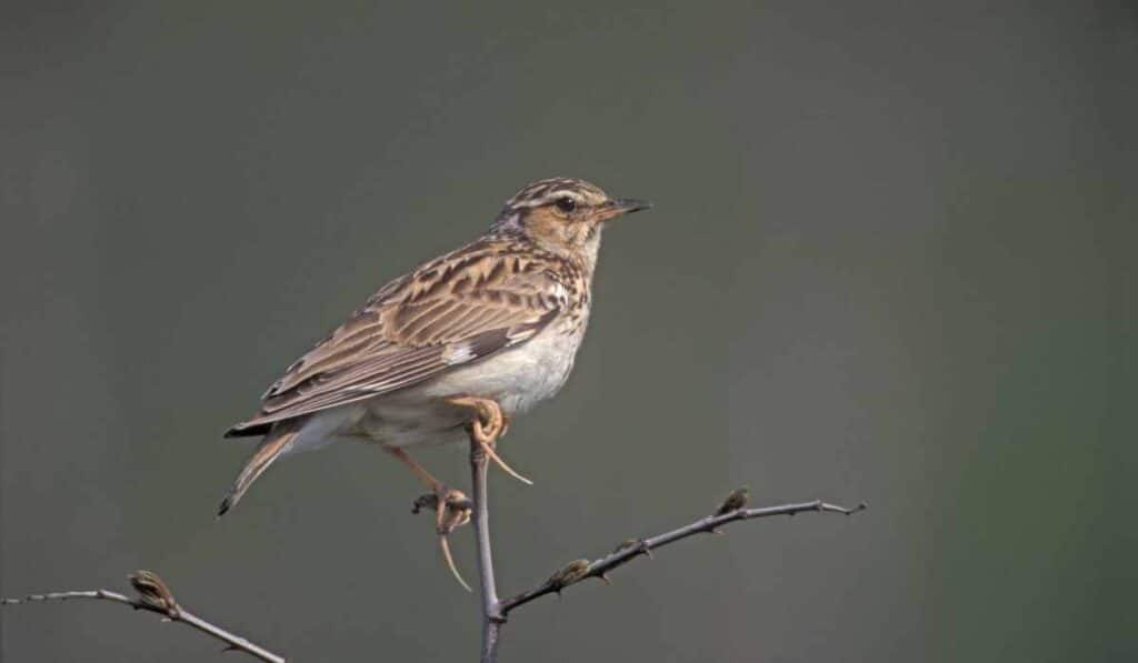 birds that nest on the ground - woodlark