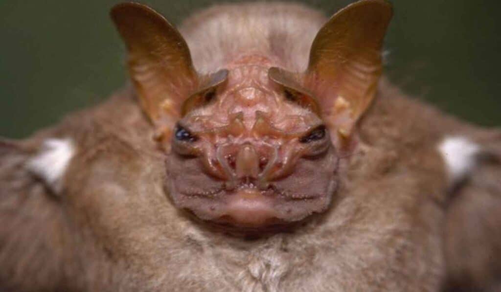Wrinkle-Faced Bat looks like a sundried gargoyle