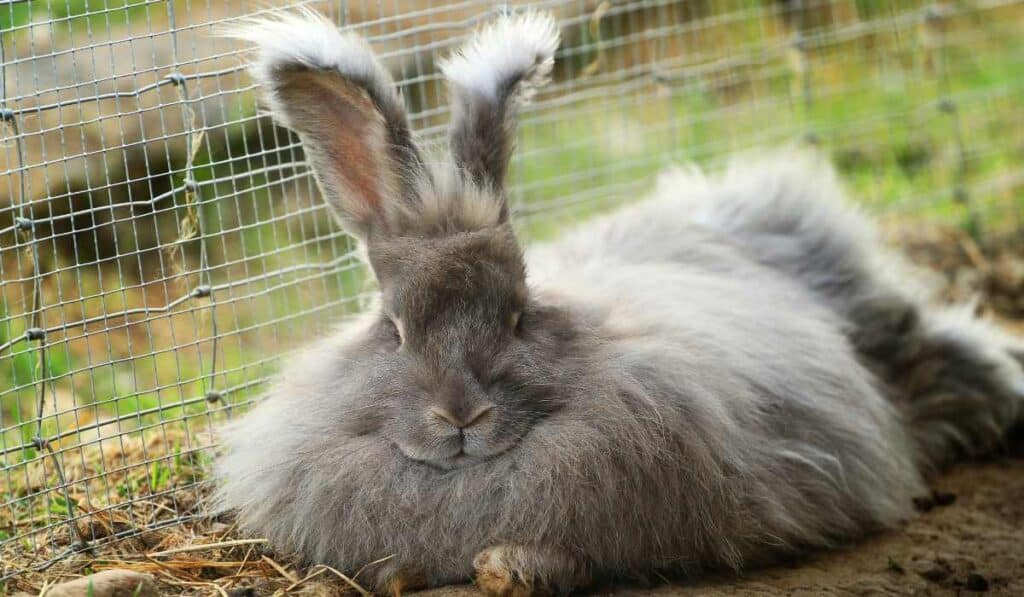 Angora Rabbit is one of the fluffiest animal in the world