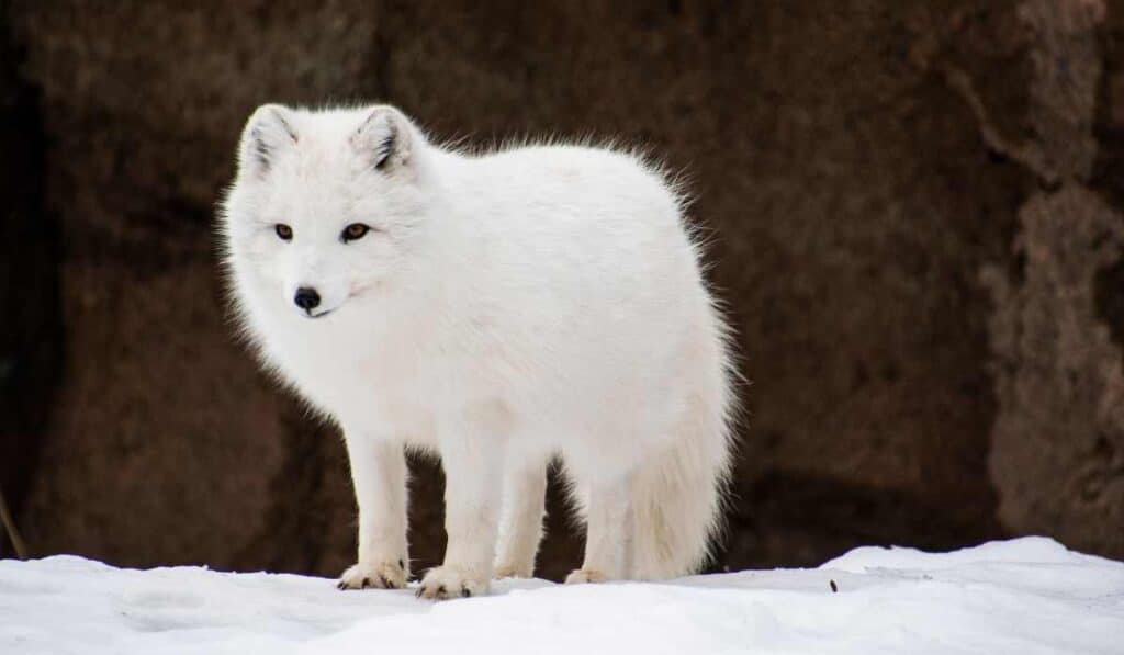 Arctic Fox has a thick fur