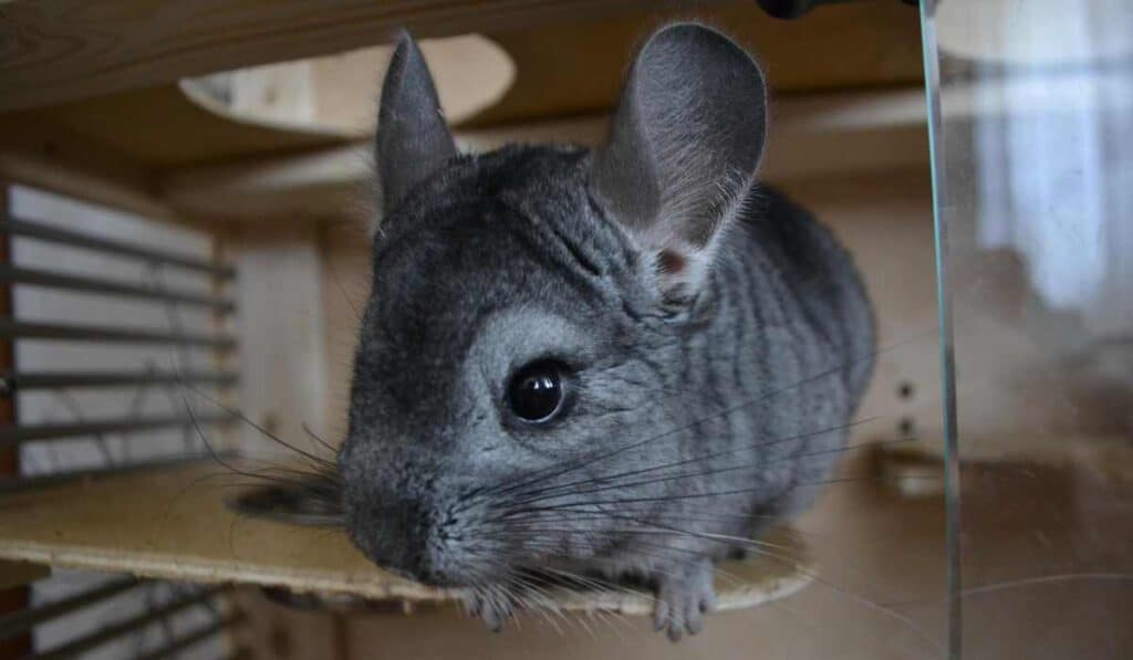 Chinchilla - the softest animal in the world