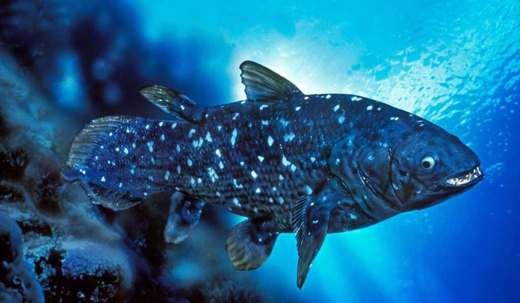 Coelacanth are prehistoric creatures