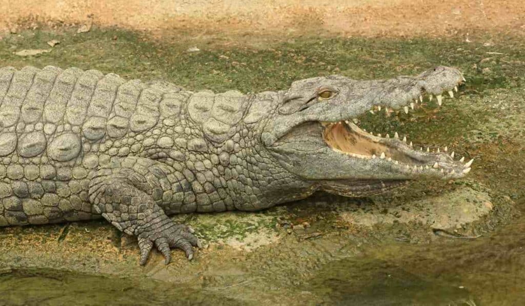 animals from the dinosaur era - crocodiles