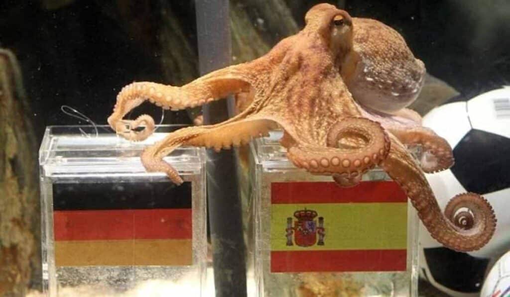 FIFA World Cup match results - prophecies that came true