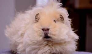 Fluffiest Animals In The World