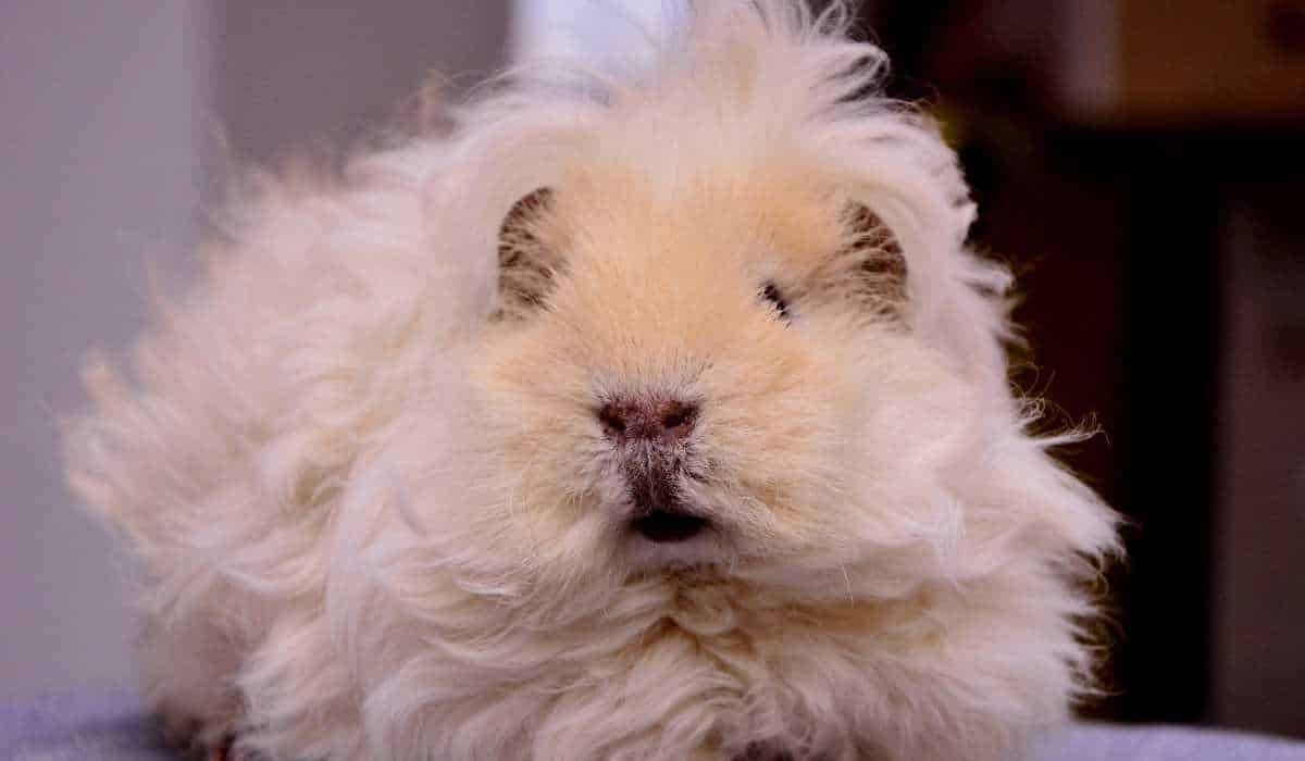 Fluffiest Animals In The World