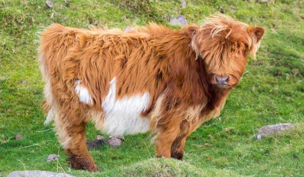 Highland Cow Calf looks like a Teddy bear with its thick fur