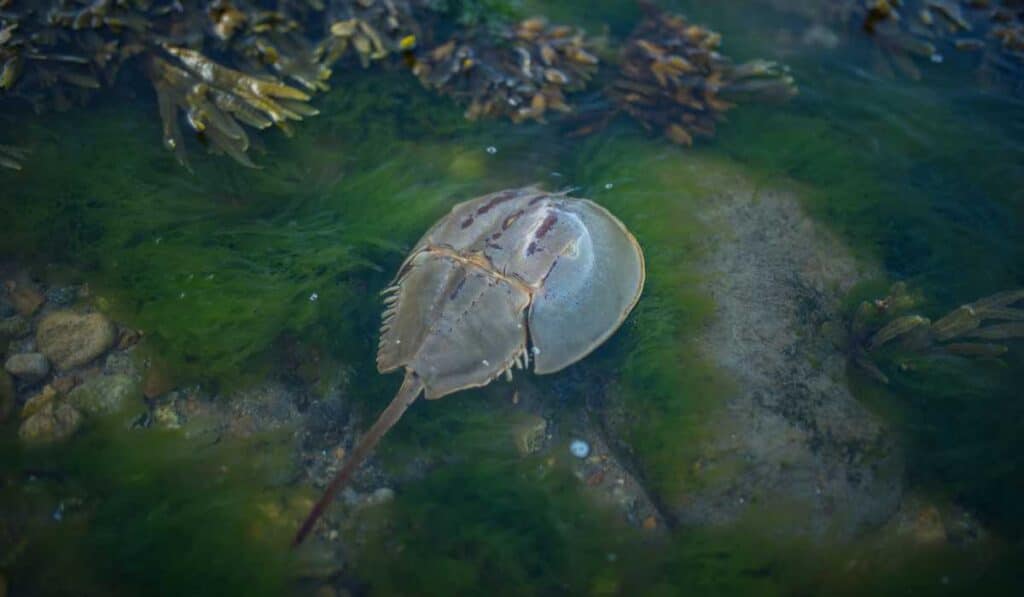 prehistoric animals still alive - horseshoe crab