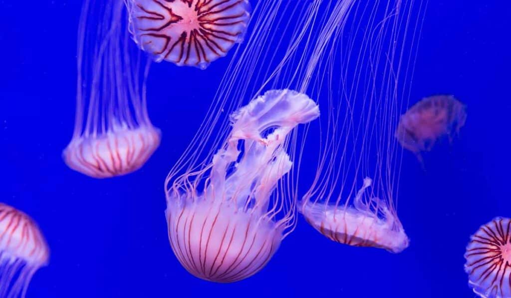 Jellyfishes are prehistoric animals still alive
