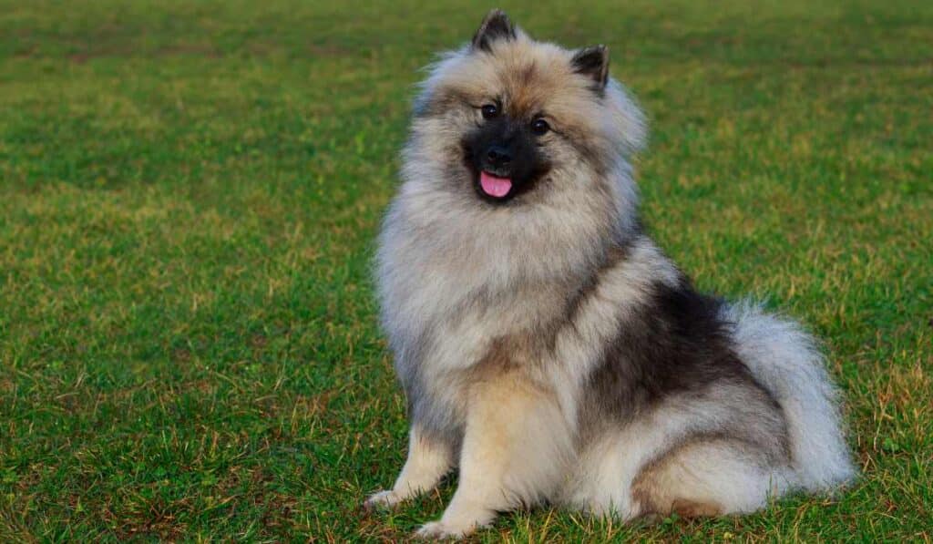 Keeshond have the softest fur