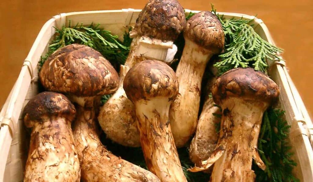 Matsutake mushrooms - rarest food in the world