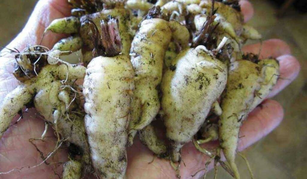 Murnong - rarest food item in the world