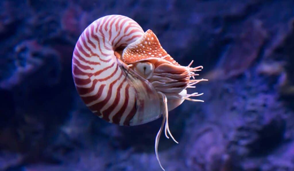 Nautilus is animal from the dinosaur era