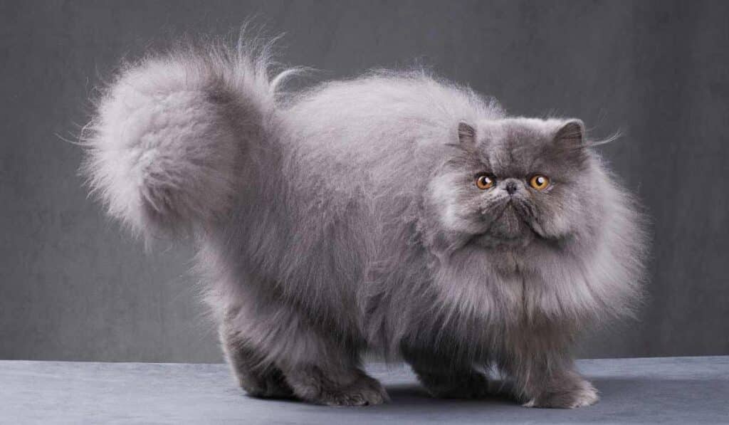 Persian Cat make snuggly pets