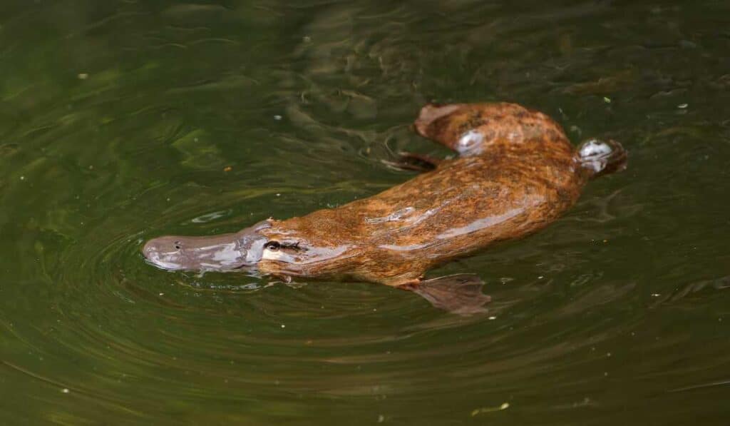 prehistoric animals still alive - platypus