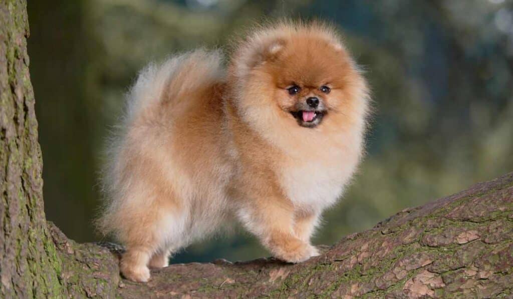 Pomeranians are cute fluffy animals