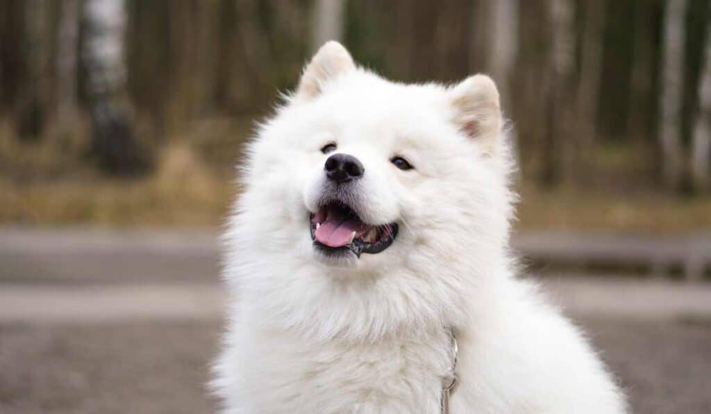 Samoyed have a warm silky coat