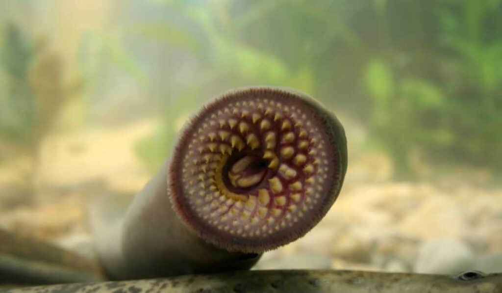 Sea Lamprey are prehistoric creatures