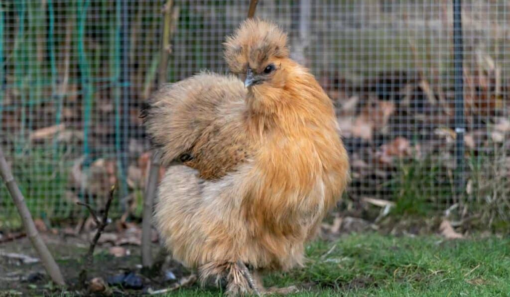 Silkie Chicken are fluffy birds