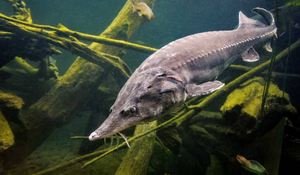 Sturgeon are living fossils
