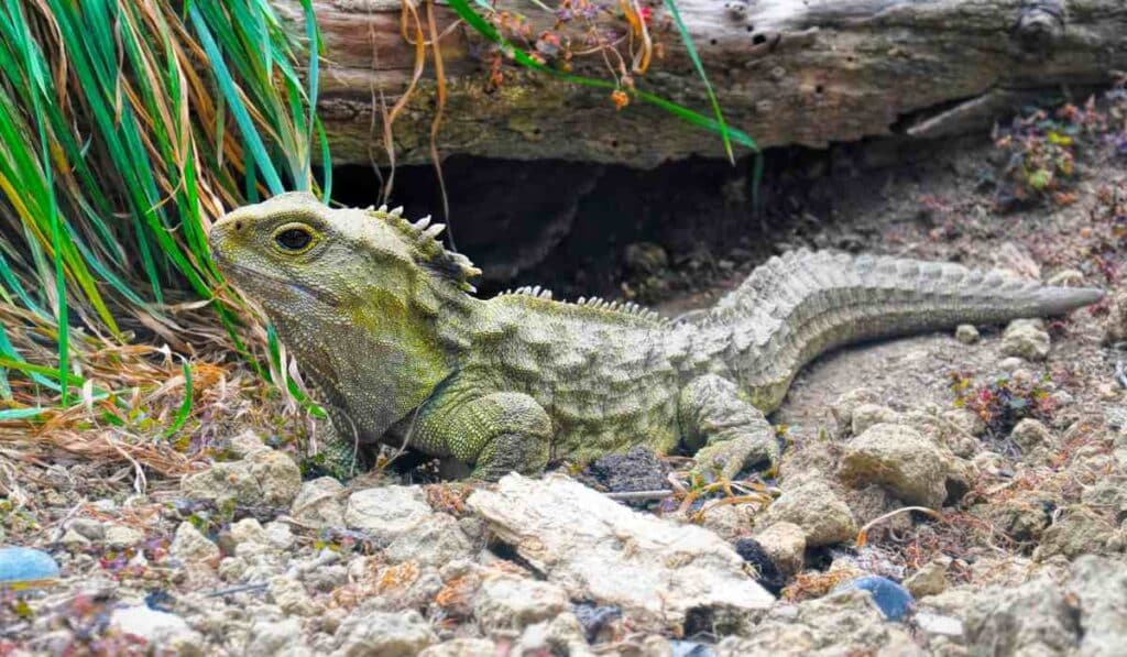 Tuatara - prehistoric land animals still alive today