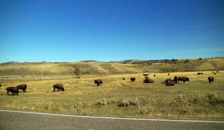 are animals leaving yellowstone park