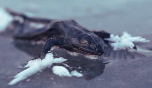 Animals That Freeze In The Winter