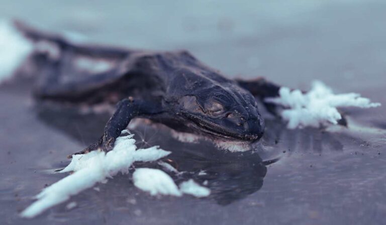 Animals That Freeze In The Winter